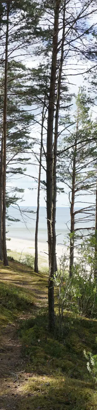 Aus dem Wald direkt ins Meer
